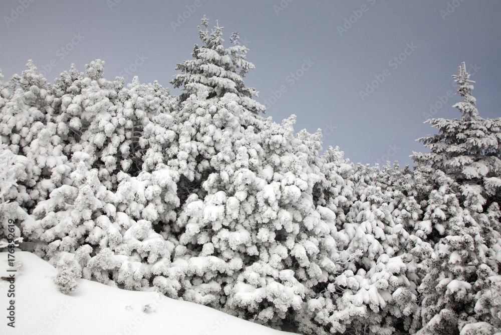 winter landscape with snowy fir trees in the mountains winter landscape with snowy fir trees in the mountains