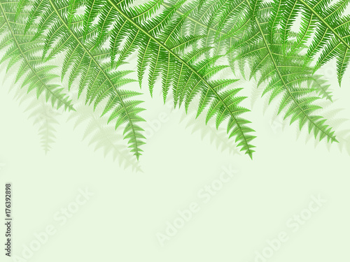 background with green fern leaves