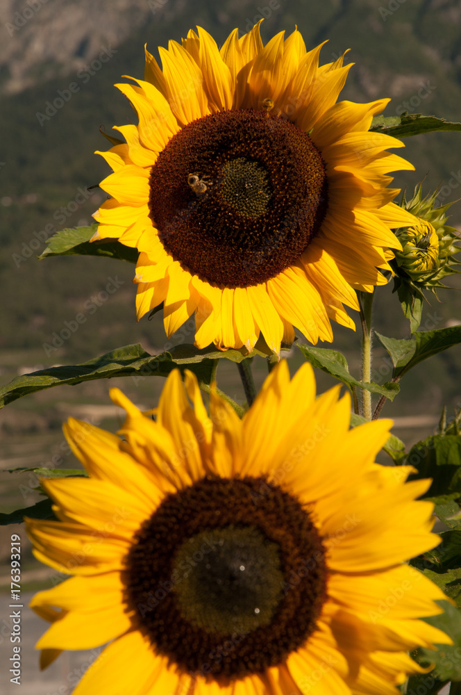 Fototapeta premium Tournesol Suisse