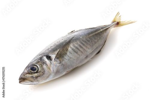 あじ　Horse mackerel