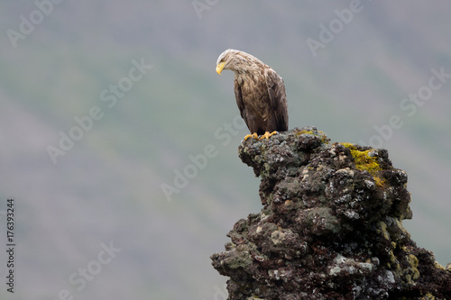 White-tailed Eagle (Haliaeetus albicilla)