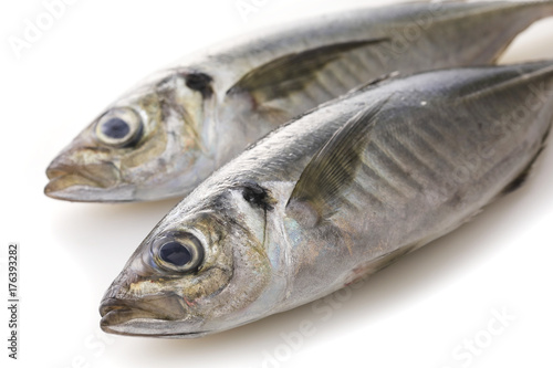 あじ Horse mackerel