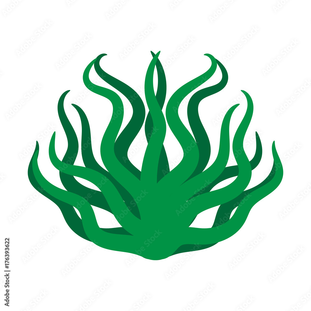 Green algae isolated illustration on white background Green algae isolated illustration on white background