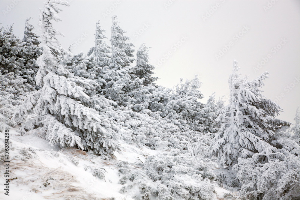 Fototapeta premium winter landscape with snowy fir trees in the mountains