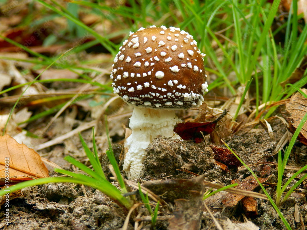 Close up of a young specimen of Amanita Pantherina, also known as Panther Cap, showing a convex cap covered in warts Close up of a young specimen of Amanita Pantherina, also known as Panther Cap, showing a convex cap covered in warts