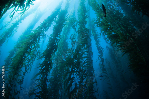 Obraz na plátně Kelp Forest in Channel Islands, California