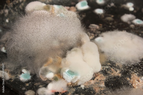 Closeup thick mold