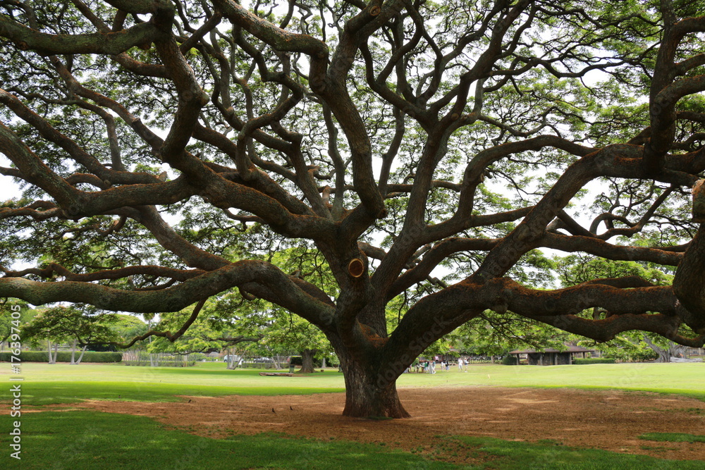 Obraz premium モアナルアガーデンズパークのモンキーポッド