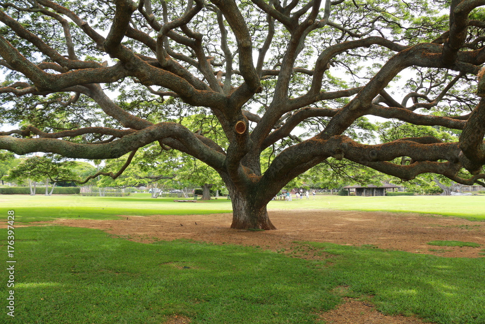 Obraz premium モアナルアガーデンズパークのモンキーポッド