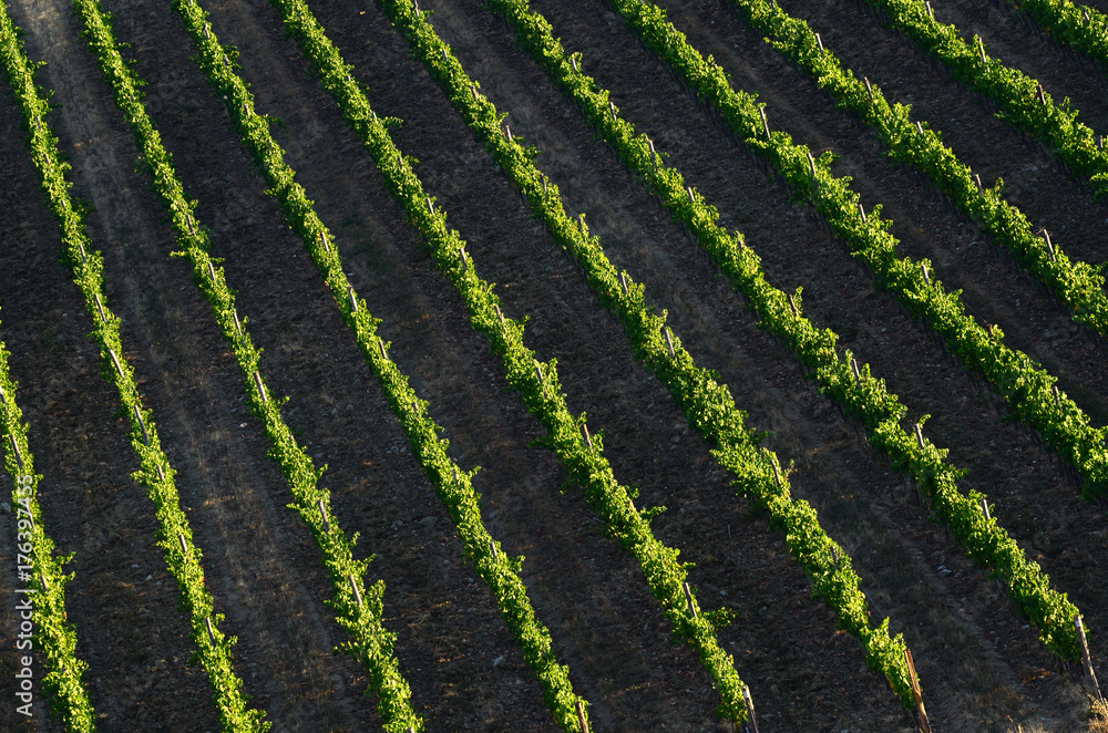 rows of green vineyards in summer season. Chianti region in Tuscany, Italy. rows of green vineyards in summer season. Chianti region in Tuscany, Italy.