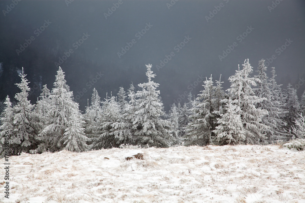 Naklejka premium winter landscape with snowy fir trees in the mountains