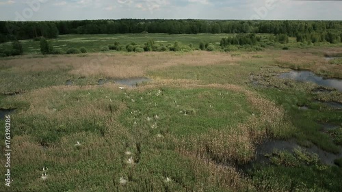 Aerial view of bog lands with white herons nesting place photo