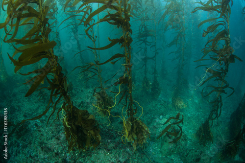 Kelp Forest in California, Channel Islands