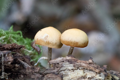 Pilzpaar mit Schnecke