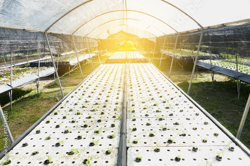 Lettuce growing in greenhouse. Hydroponic vegetables