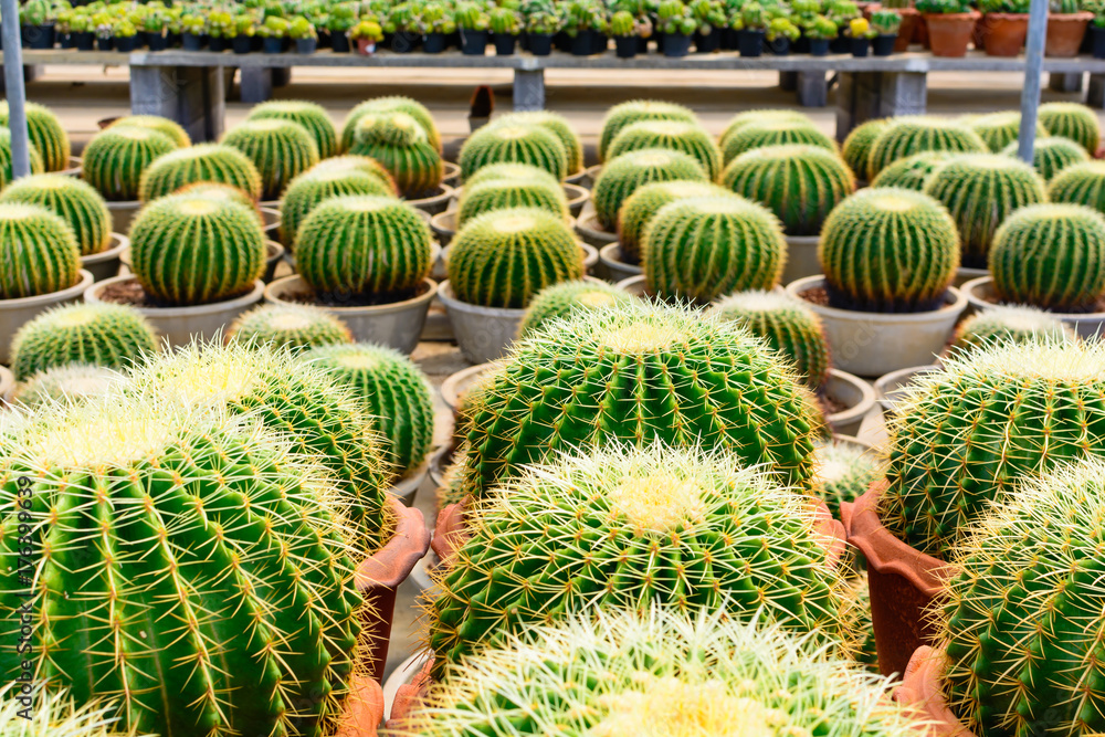 Cactus tree shop with breeding in the house for sale Cactus tree shop with breeding in the house for sale