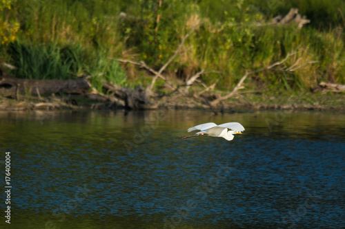 Wildlife photo - white heron flying over water in swamp in protected area in Austria, Europe
