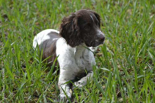 Obraz na płótnie Springer Spaniel puppy in field