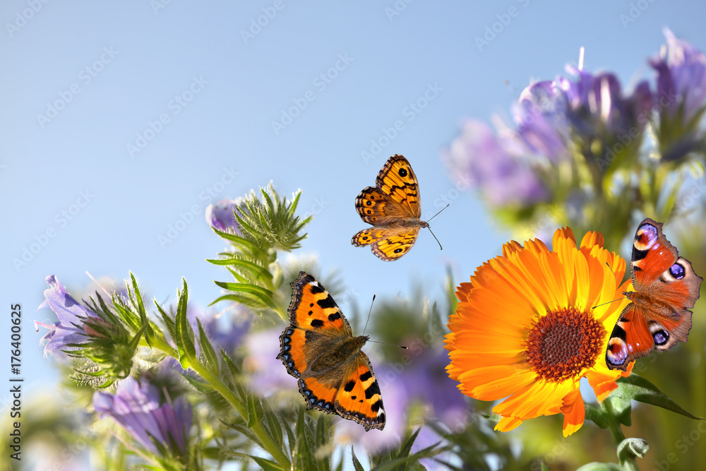 Fototapeta Kolorowe Motyle z kwiatami
