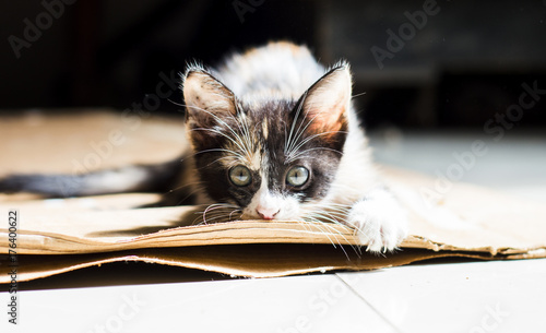 Cat