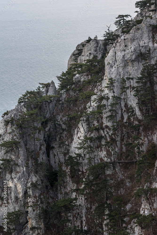 Rock with mountain pines, on the background of the sea