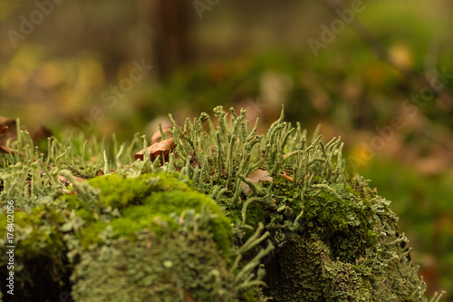 Wald, Moos © svetlana