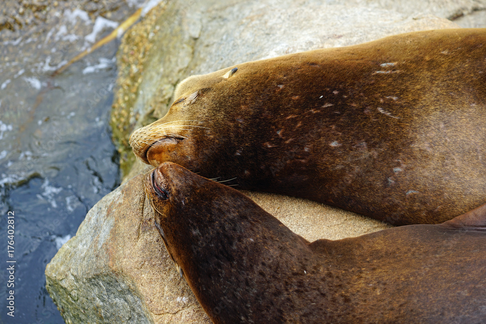 Obraz premium Two wild sea lions on a rock in Monterey, California 