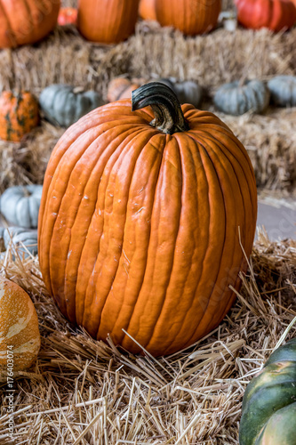 autumn harvest pumpkins and gords