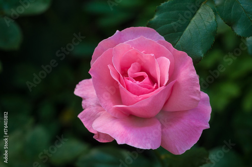 Vibrant pink rose blooming in the garden. Tender pink flower growing in the garden.