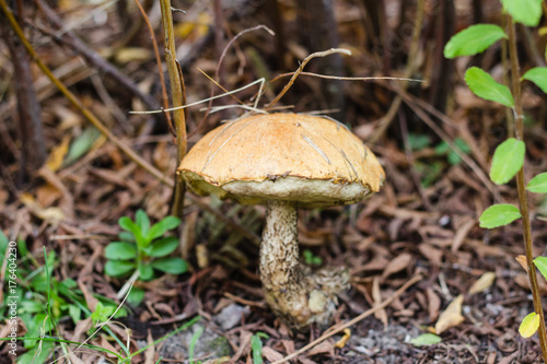 Brown mushroom in autumn forest