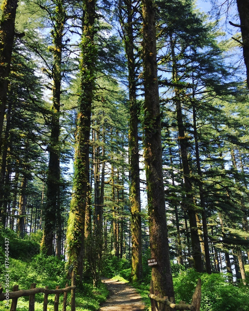 Fototapeta premium Nature