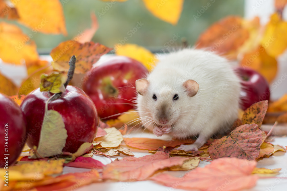 the lovely white mouse meets fall