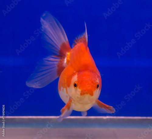 Ryukin goldfish in a blue background aquarium	 photo