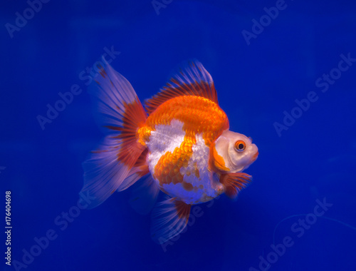 Ryukin goldfish in a blue background aquarium  © Itsanan