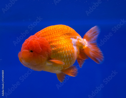 Goldfish in a blue background aquarium © Itsanan
