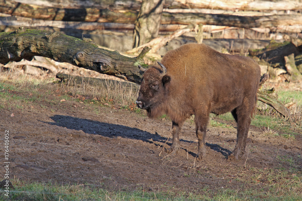 Fototapeta premium Wisent