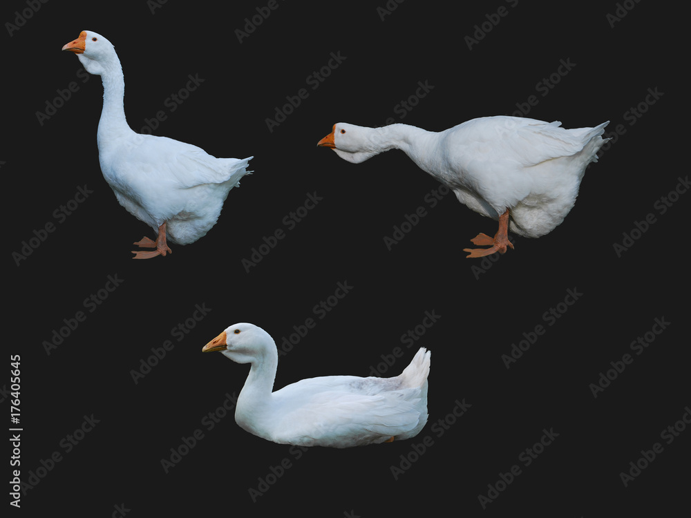 Fototapeta premium Set of isolated white geese on a dark background