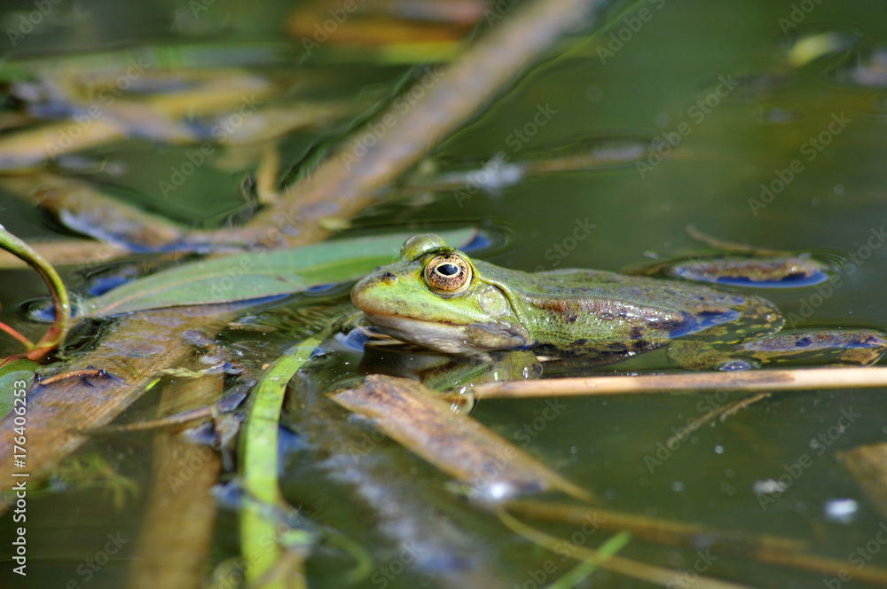 grenouille grenouille