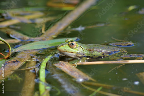 grenouille