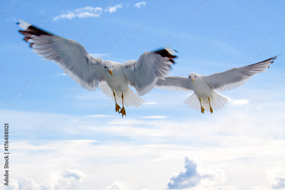 seagull flying in blue sky