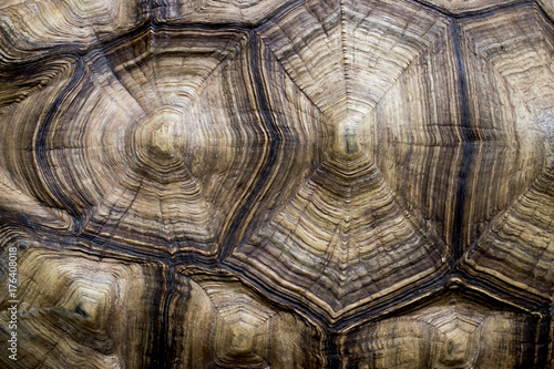 Confused brown turtle shell