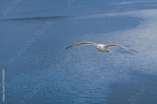 seagull flying in blue sky photo