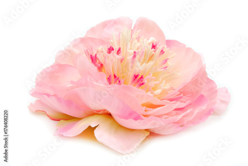 closeup of the peony pink isolated on white