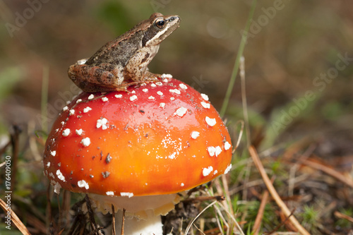 amanita muscaria/Rana iberica