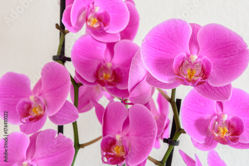 Orchidee Hintergrund