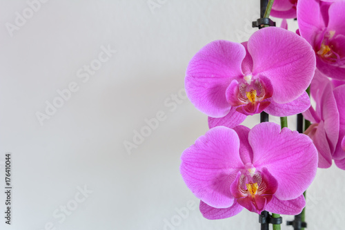 Orchideen Grußkarte isoliert