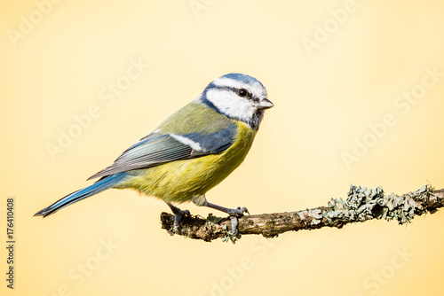 Colorful male blue-tit sit on dry twig