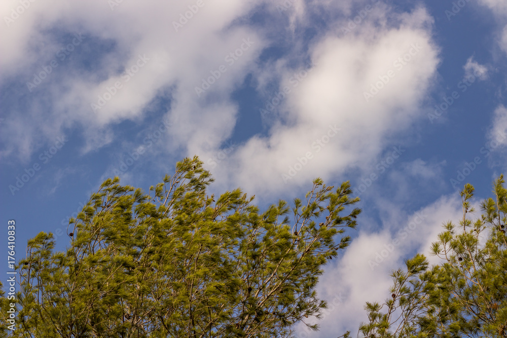 Obraz premium autumn tree and sky