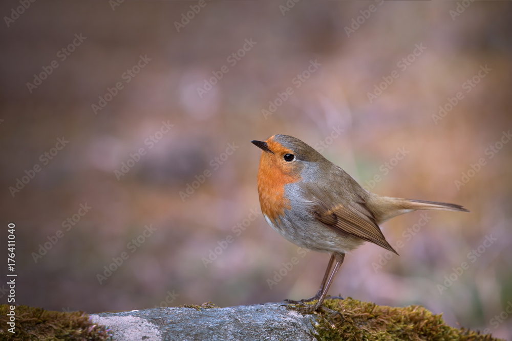 Rouge-gorge Rouge-gorge