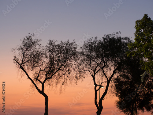 sunsets sky and trees